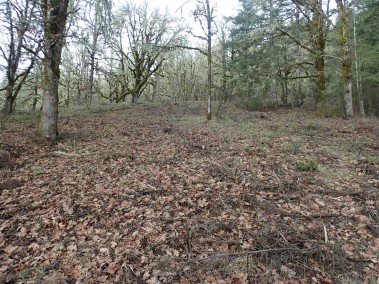 The woodland at winter rest after treatment. Many orchids slumber below!