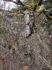 Douglas fir snapped off after girdling