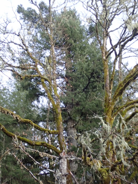 Topped fir and oak co-existnig