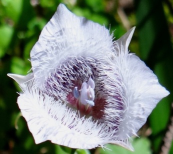 Mariposa lily Calochortus tolmiei