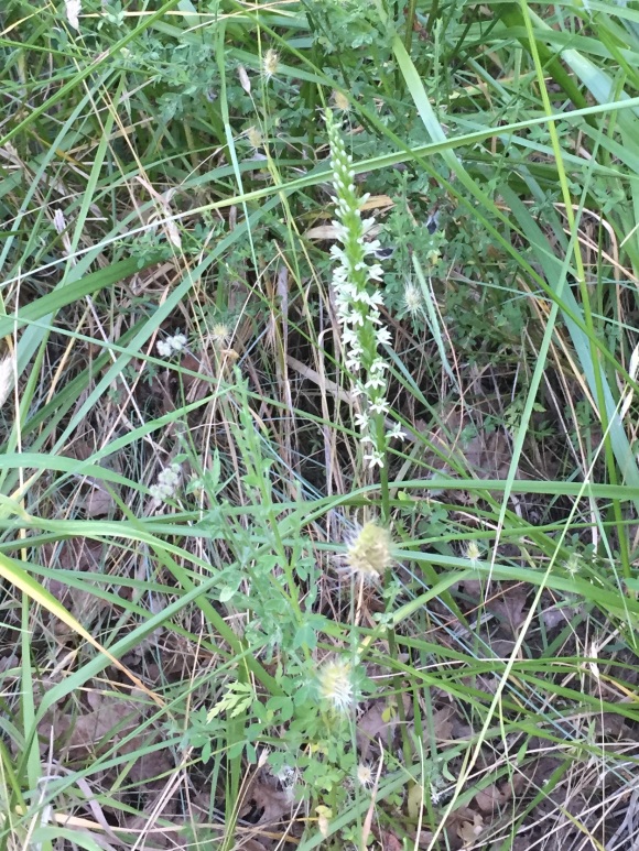 Rein orchid Piperia elegans shining among scotch broom and non-native grasses
