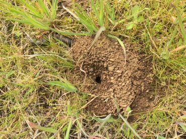 Bee nest entrancess can look like this in gravelly soil