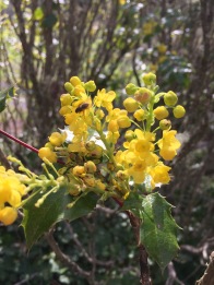 A bee on tall Oregon grape (Berberis aquifolium) One of the first plants to provide food for native bees in spring